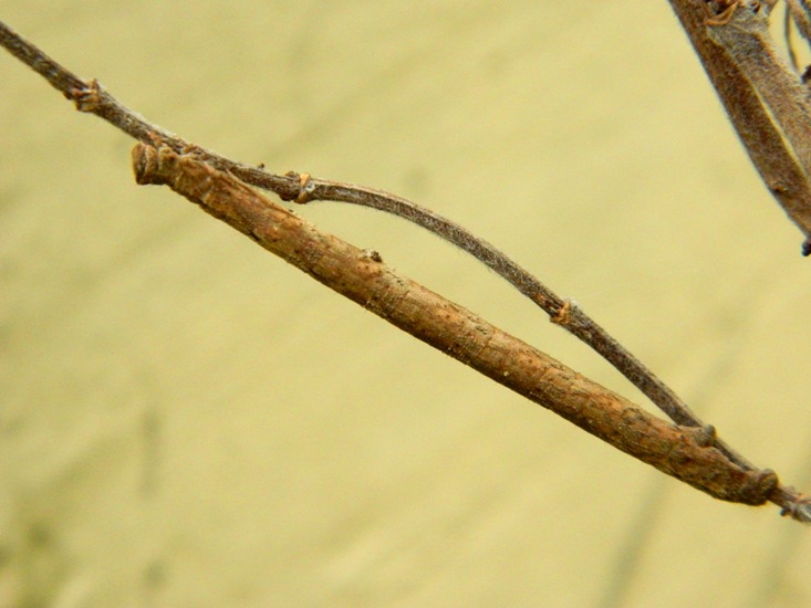 Peribatodes rhomboidaria (?) appena sfarfallata